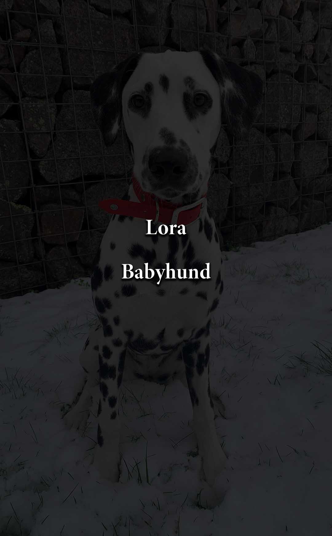 Lora_schwarz