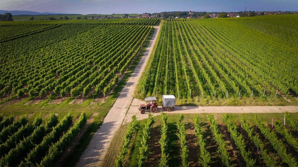 Drohnenbild - Weinberge der Weinlage Mandelpfad in Rohrbach/Süpfalz