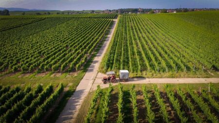 Drone image - Vineyards of the Mandelpfad vineyard in Rohrbach/Süpfalz