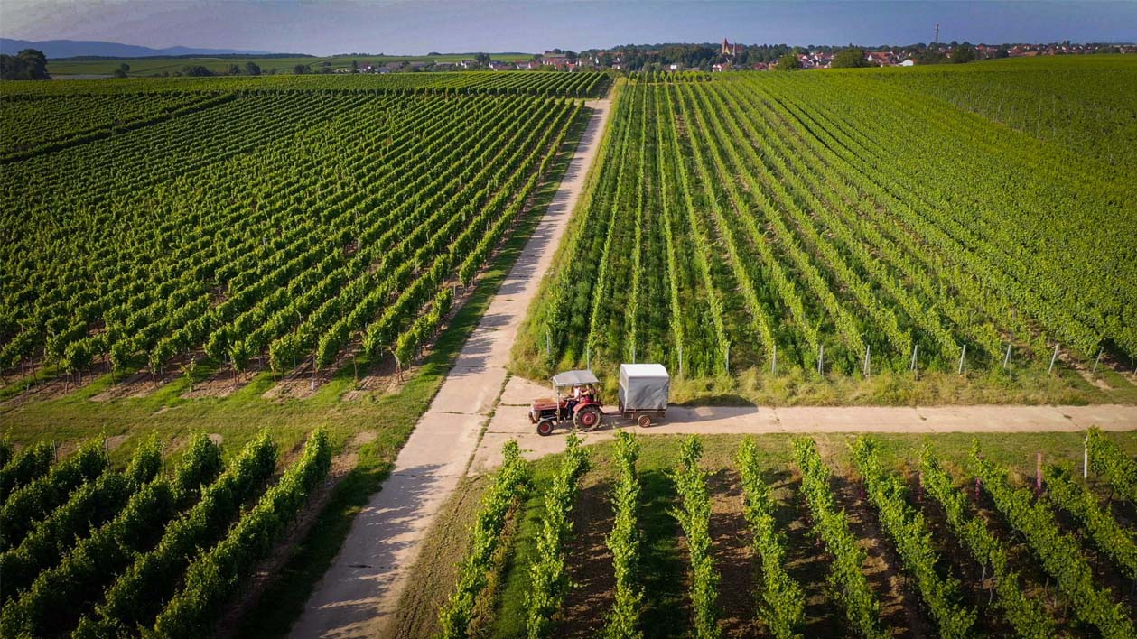 Drohnenbild - Weinberge der Weinlage Mandelpfad in Rohrbach/Süpfalz
