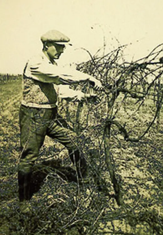 Historically pruning vines