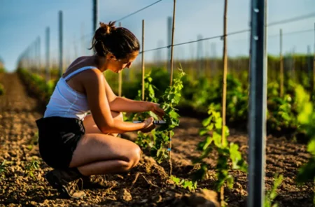 Elena Lind tying up the young Merlot vines