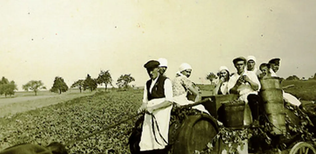 Historic grape harvest