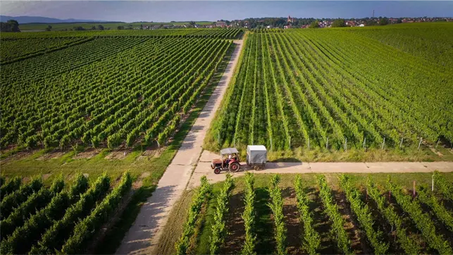 Rohrbach vineyards with Ferguson, drone shot