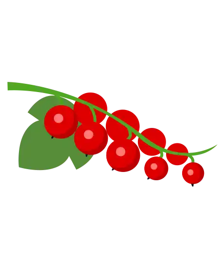 Johanissbeere Johannisbeere