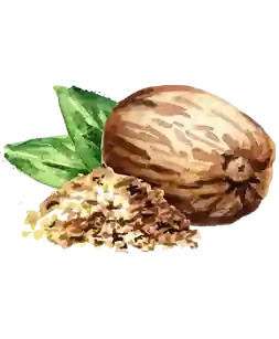 Muskatnuss