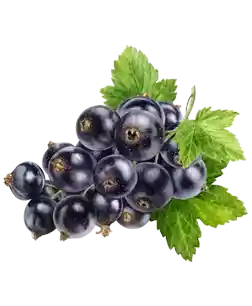 Schwarze Johannisbeere